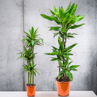 Dracaena Janet Craig 3pp